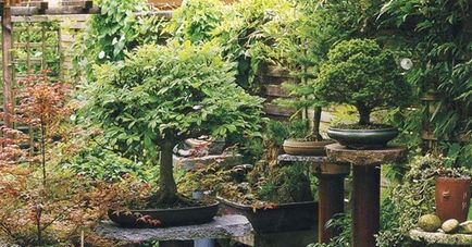 Bonsai, amit Bonsai, amit