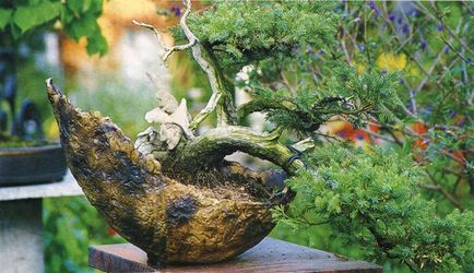 Bonsai, amit Bonsai, amit