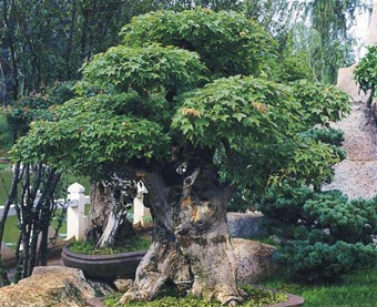 Bonsai, amit Bonsai, amit