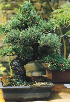 Bonsai, amit Bonsai, amit