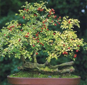 Bonsai, amit Bonsai, amit