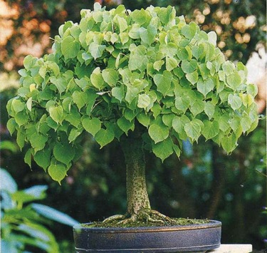 Bonsai, amit Bonsai, amit