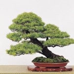 Bonsai, amit