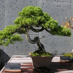 Bonsai, amit