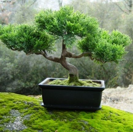 Bonsai, amit