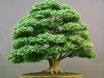 Bonsai, amit