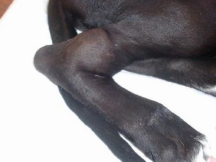 Lyme-kór a kutyák Lyme-kór a kutyák