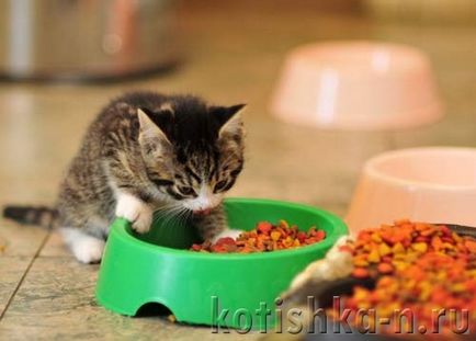 Hogyan táplálja a cica héten