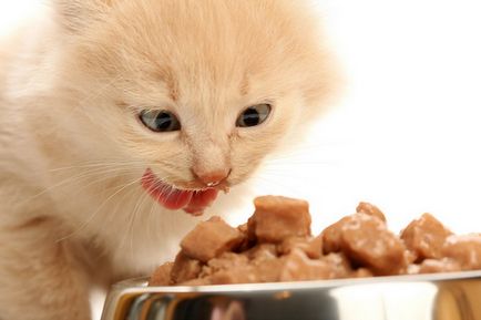 Mi eszik egy macska