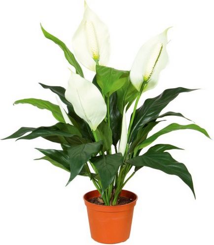 Hogyan Care Spathiphyllum