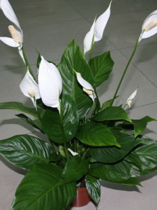 Hogyan Care Spathiphyllum