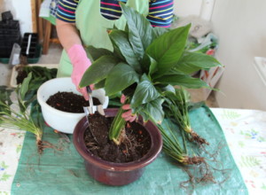 Hogyan Care Spathiphyllum