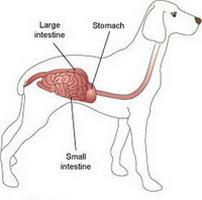 Vírusos gyomorhurut kutyáknál