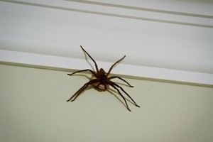 Mi úgy tűnik, egy pók a házban