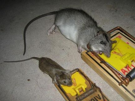 Hogyan lehet megszabadulni a patkányok a lakásban