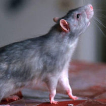 Hogyan lehet megszabadulni a patkányok a lakásban