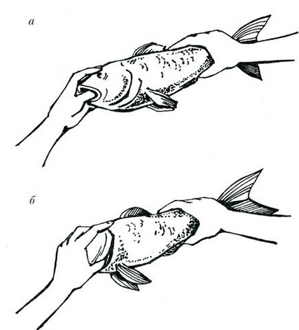 Hogyan lehet megtanulni a halakra