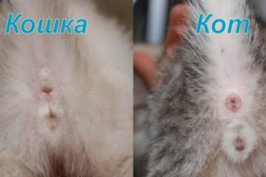 Hogyan találjuk meg a szex kiscicák Hogyan találjuk meg a szex kiscicák