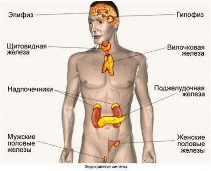 Hogyan lehet ellenőrizni a hormonok