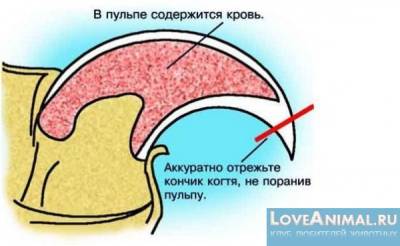 Hogyan lehet csökkenteni nyúl Hogyan lehet csökkenteni nyúl