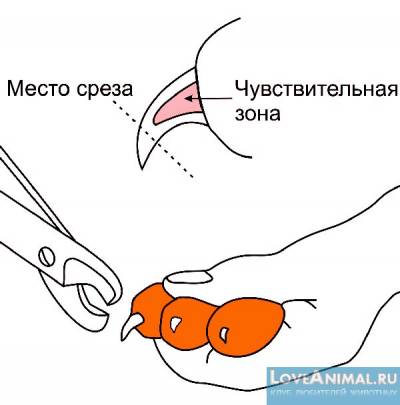 Hogyan lehet csökkenteni nyúl Hogyan lehet csökkenteni nyúl
