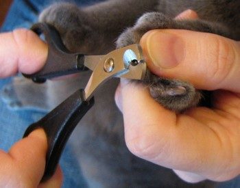 Hogyan lehet csökkenteni a körmök cica