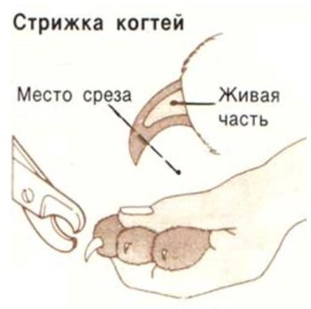 Hogyan lehet csökkenteni a körmök cica