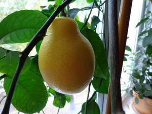 Hogyan ültessünk egy citrom