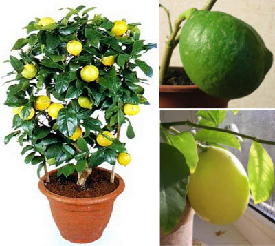 Hogyan ültessünk egy citrom