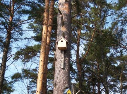 Hogyan készítsünk egy madárház egy fa