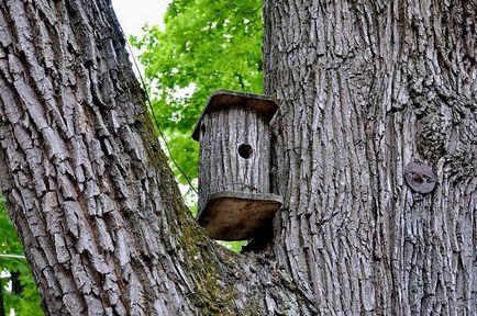 Hogyan készítsünk egy madárház egy fa