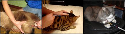 Hogyan juthat el a lövés macska intramuscularisan home video környezetben
