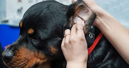 Hogyan tisztítsa meg a kutya füle