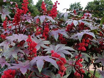 Hogyan növekszik ricinus