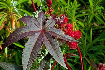 Hogyan növekszik ricinus