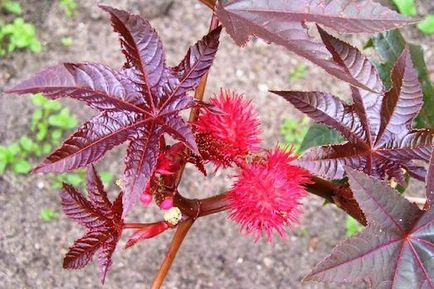 Hogyan növekszik ricinus