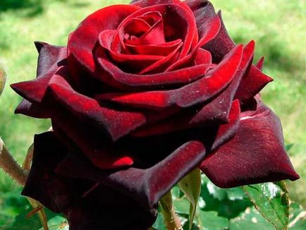 Roses minőségű fekete mágia Roses minőségű fekete mágia