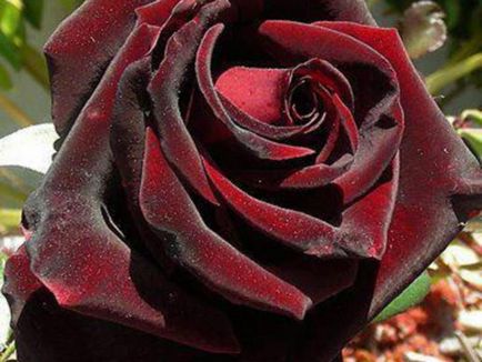 Roses minőségű fekete mágia Roses minőségű fekete mágia