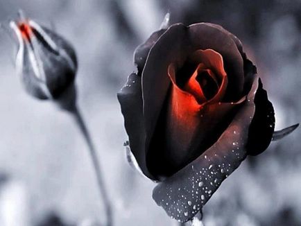 Roses minőségű fekete mágia Roses minőségű fekete mágia