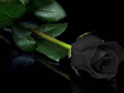 Roses minőségű fekete mágia Roses minőségű fekete mágia