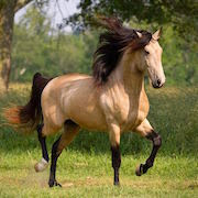 Mi egy álom, hogy egy ló