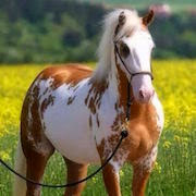 Mi egy álom, hogy egy ló