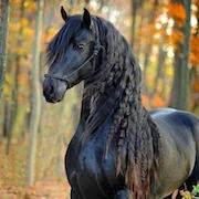 Miért álom egy ló álom könyv, amit lovak álma egy álom