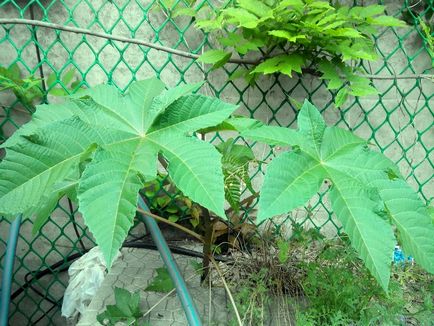 Hogyan növekszik a ricinus Hogyan növekszik a ricinus