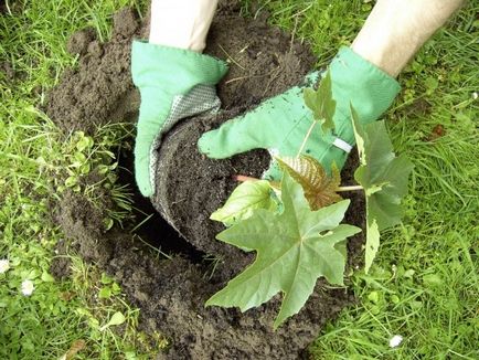 Hogyan növekszik a ricinus