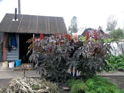 Hogyan növekszik a ricinus Hogyan növekszik a ricinus