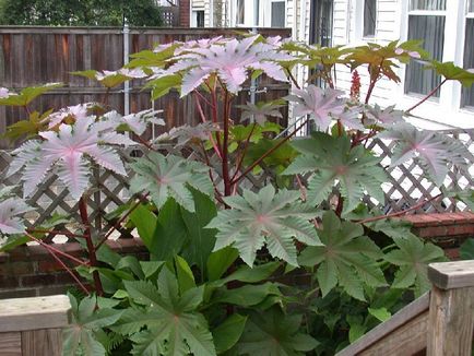 Hogyan növekszik a ricinus Hogyan növekszik a ricinus