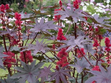 Hogyan növekszik a ricinus Hogyan növekszik a ricinus