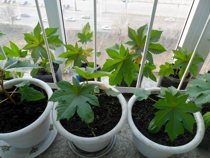 Hogyan növekszik a ricinus Hogyan növekszik a ricinus