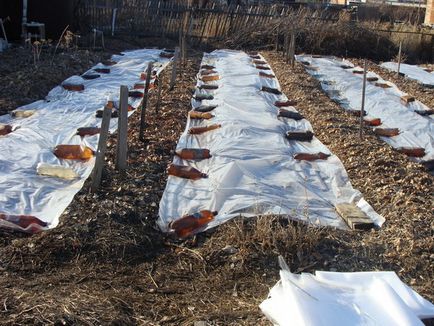 Hogyan növekszik a ricinus Hogyan növekszik a ricinus